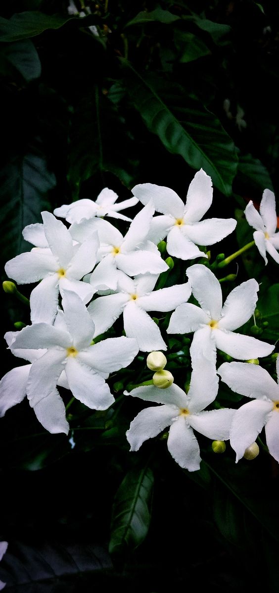 chandini flower used for prayer delicate