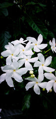 Chandini baby plant in nursery pot