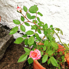 Chinese rose baby plant in nursery pot