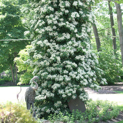 Climbing Hydrangea baby plant in nursery pot