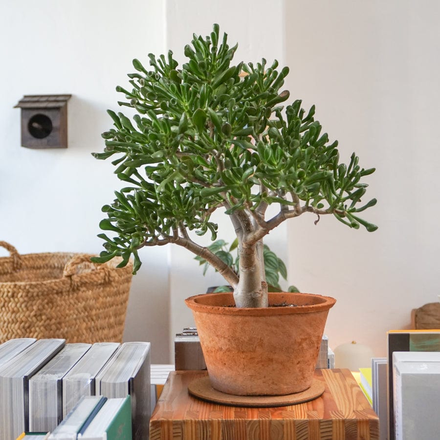 Jade baby plant in nursery pot