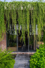 curtain creeper  Graden beautiful  Click to expand  curtain creeper  Vernonia creeper, Parda bel for outdoor hotel home