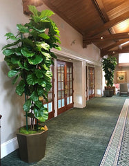 Making a Statement with Large Greenery