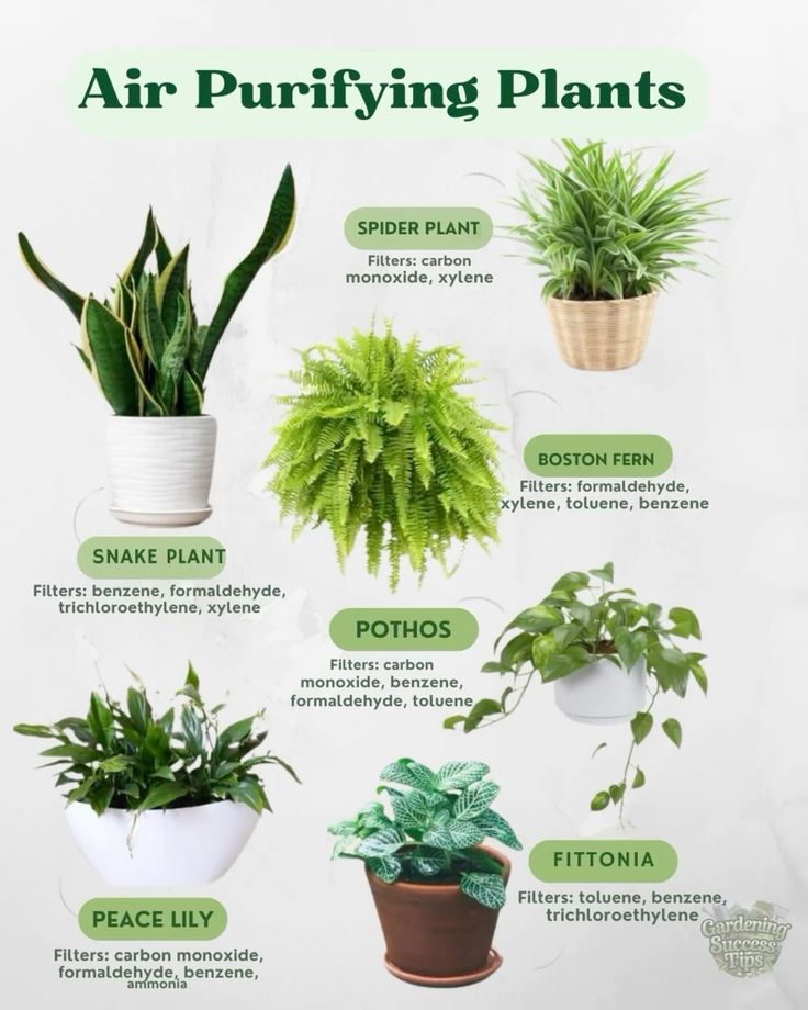 An air-purifying plant is nature’s silent helper—working around the clock to &nbsp;freshen up your space.