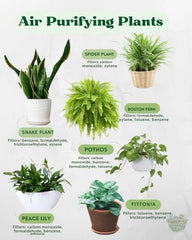 An air-purifying plant is nature’s silent helper—working around the clock to &nbsp;freshen up your space.