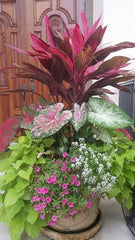 Pairing two plants in a single pot creates a beautiful, harmonious display