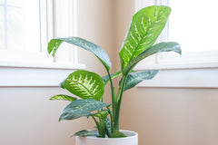 Dieffenbachia baby plant in nursery pot