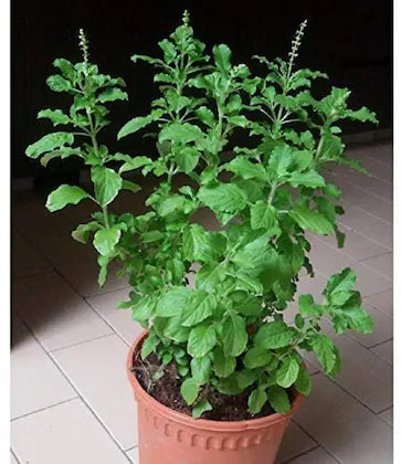 Tulsi baby plant in nursery pot