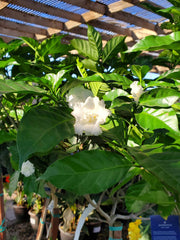 Double crape jasmine baby plant in nursery pot
