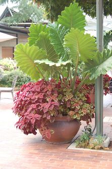 Double Plant looks attractive