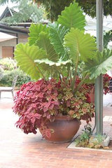 Double Plant looks attractive