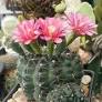 Echinopsis Oxygona (Easter Lily Cactus)Part of what makes succulents wth flower