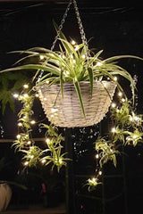 spider plant