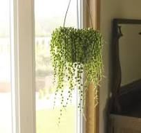 MOTI CREEPER