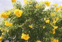 ANGIOSPERM