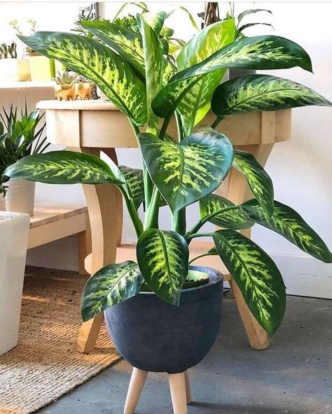 INDOOR PLANTS