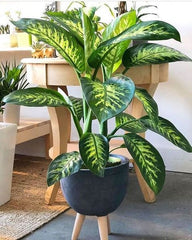 INDOOR PLANTS