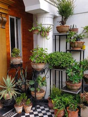 Mixed Plant Pot