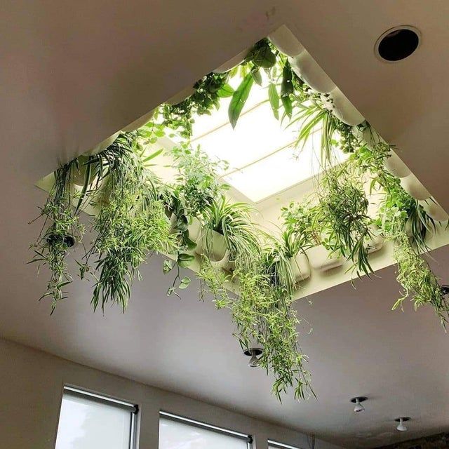CAFE CEILING WITH CREEPERS,The Role of Plants in Café Aesthetics