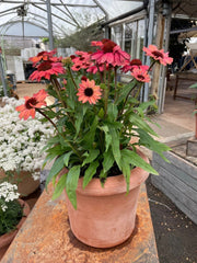 Echinacea baby plant in nursery pot