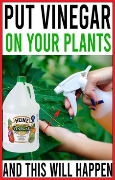 Uses of Vinegar in Gardening  Natural Weed Killer  Spray directly on unwanted weeds (like cracks in pavement or garden paths).  Works best in sunny weather.