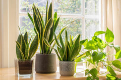 Snake plant baby plant in nursery pot