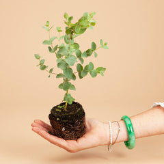 Silver plant baby plant in nursery pot