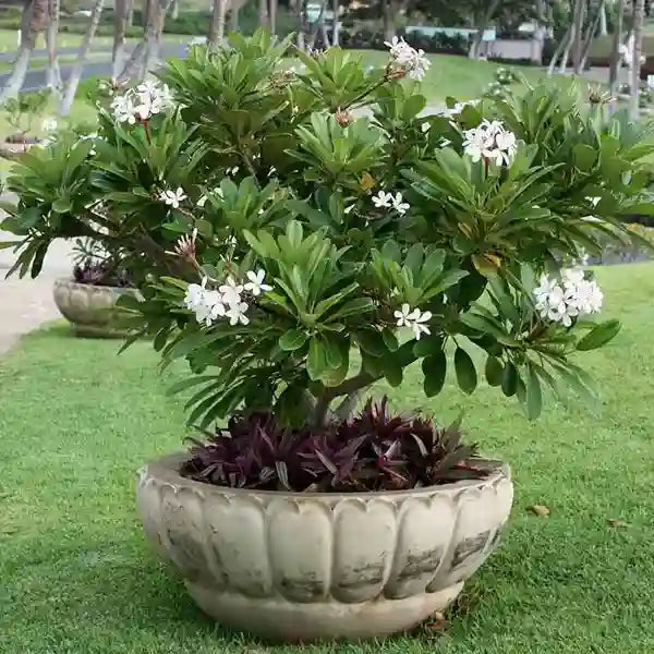 Champa baby plant in nursery pot