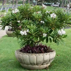 Champa baby plant in nursery pot