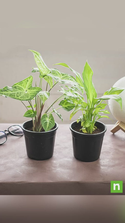 Top 2 Plants for Clean Indoor Air