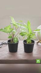 Top 2 Plants for Clean Indoor Air