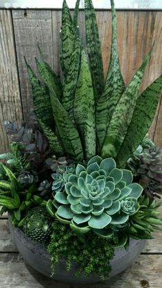 Pairing two plants in a single pot creates a beautiful,