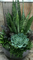 two plants together bring a sense of symmetry, companionship,