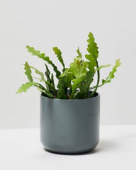 Fishbone cactus baby plant in nursery pot