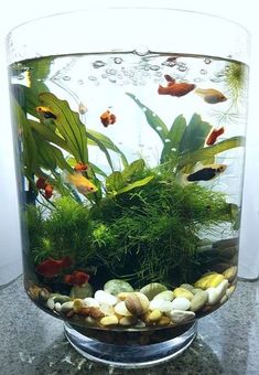 fish plants