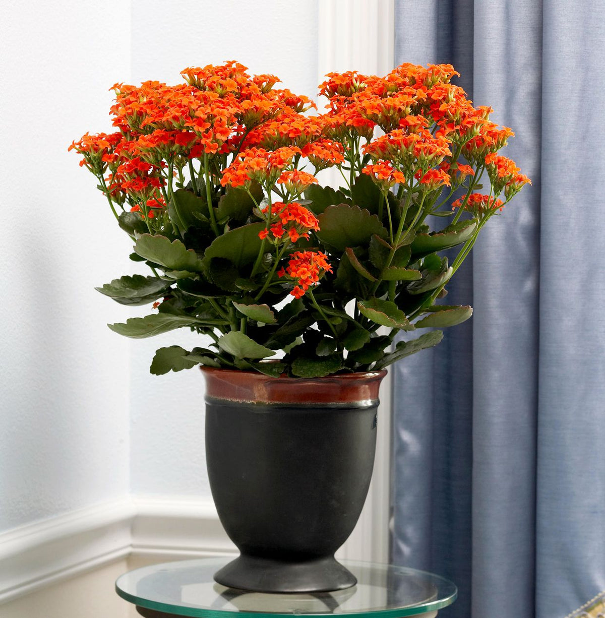 Kalanchoe baby plant in nursery pot