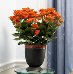 Kalanchoe baby plant in nursery pot