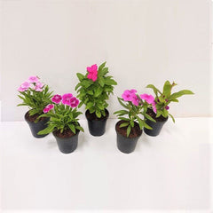 Top 5 Dazzling Flowering Plants Pack