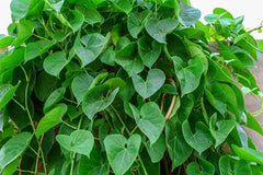 Giloy baby plant in nursery pot