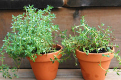 Thyme baby plant in nursery pot