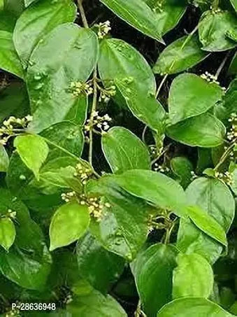 Godmohar, also known as Gulmohar (Delonix regia), is not only admired for its stunning red-orange flowers but also valued for its medicinal properties.