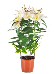 Lily baby plant in nursery pot