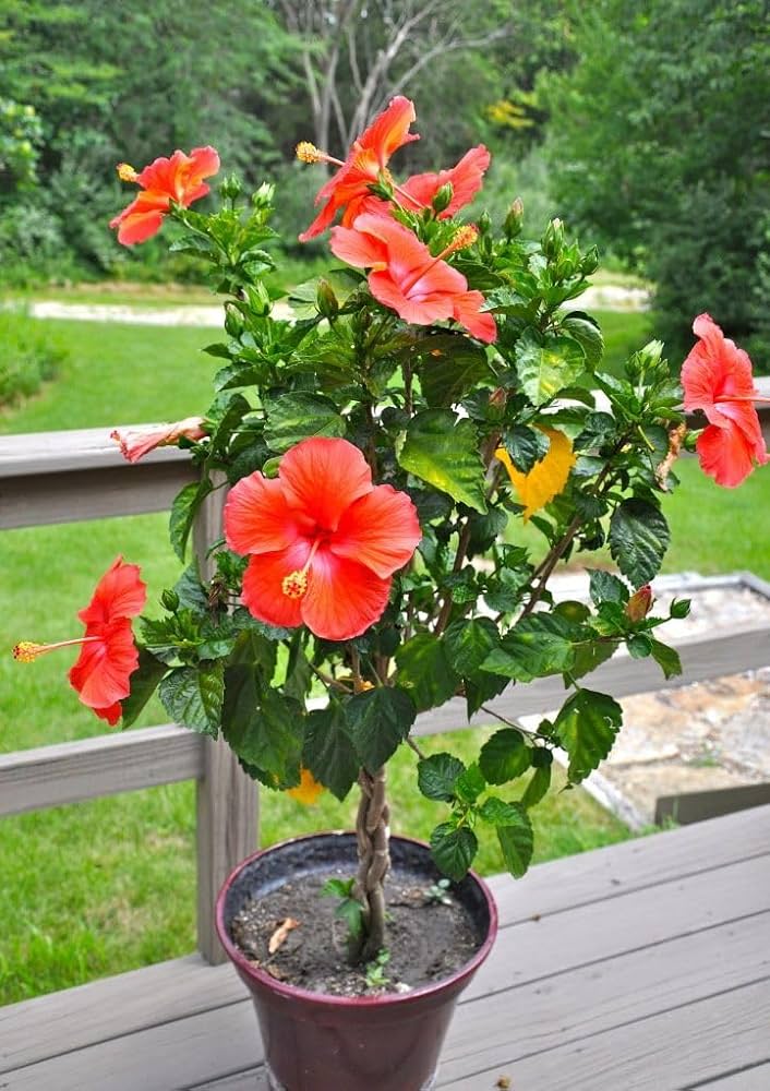 Hibiscus baby plant in nursery pot