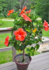 Hibiscus baby plant in nursery pot