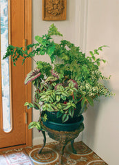 Pairing two plants in a single pot creates a beautiful,