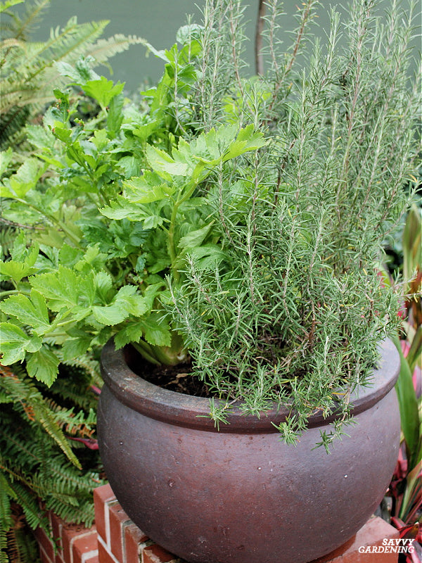 Rosemary baby plant in nursery pot