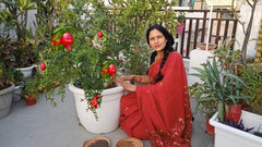 Anar baby plant in nursery pot