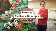 Madhu malti baby plant in nursery pot