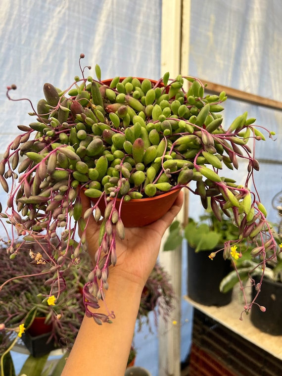 Ruby necklace baby plant in nursery pot