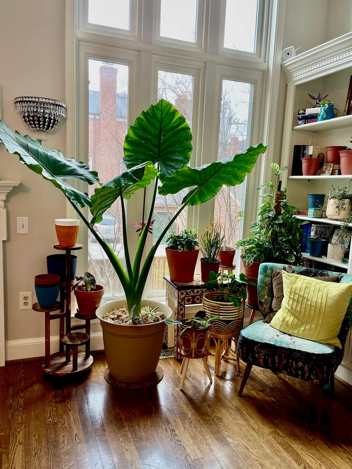 elephant ear big plant